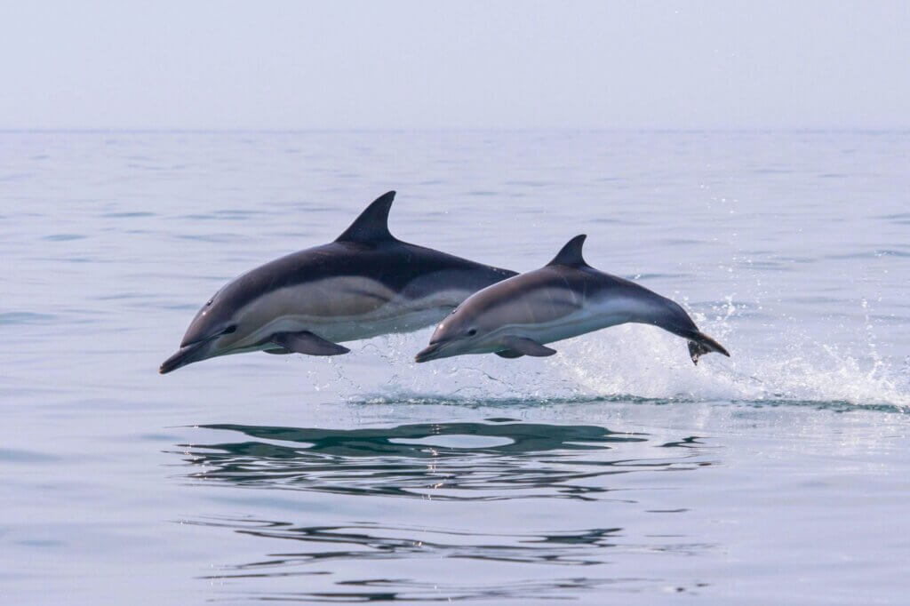Spüre die Magie der Begegnung mit Delfinen auf offener See