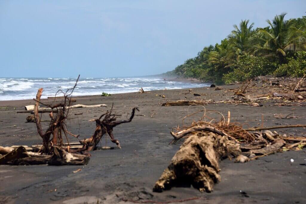 Faultiere und Affen im Morgenlicht – Jaguar Trail Tortuguero