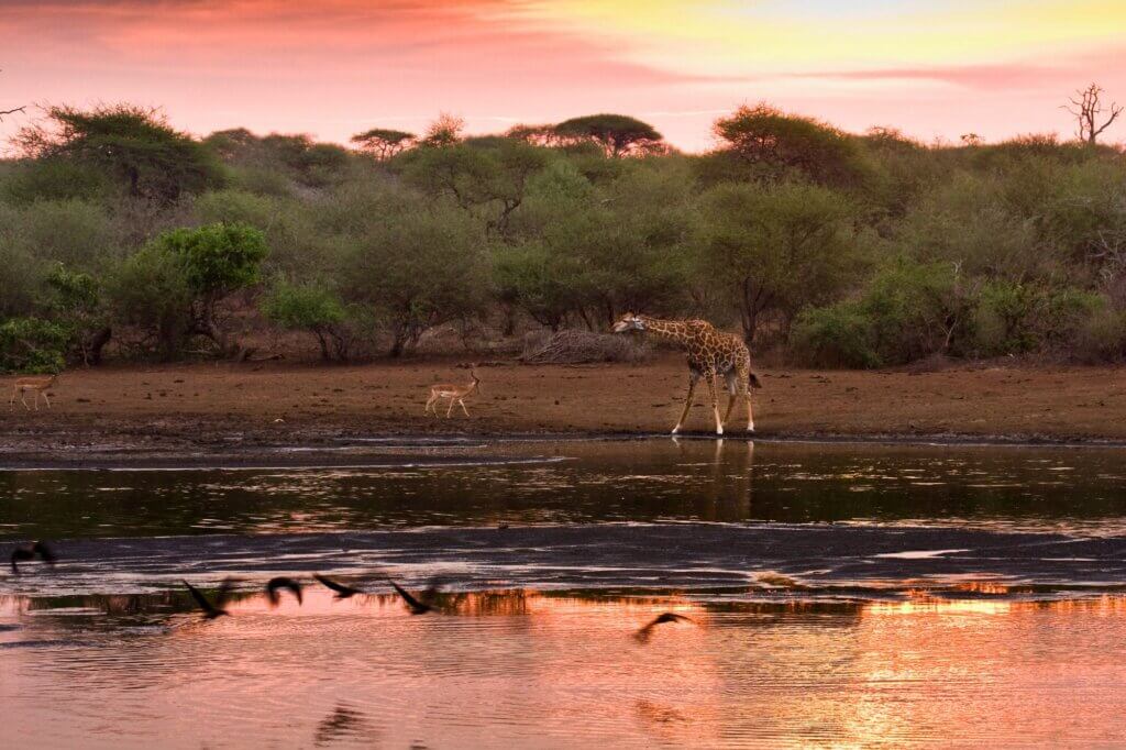 Südlicher Kruger Nationalpark: Alles für deine Reiseplanung