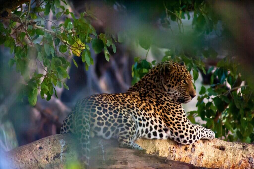 Zentraler Kruger Nationalpark: Alles für deine Reiseplanung