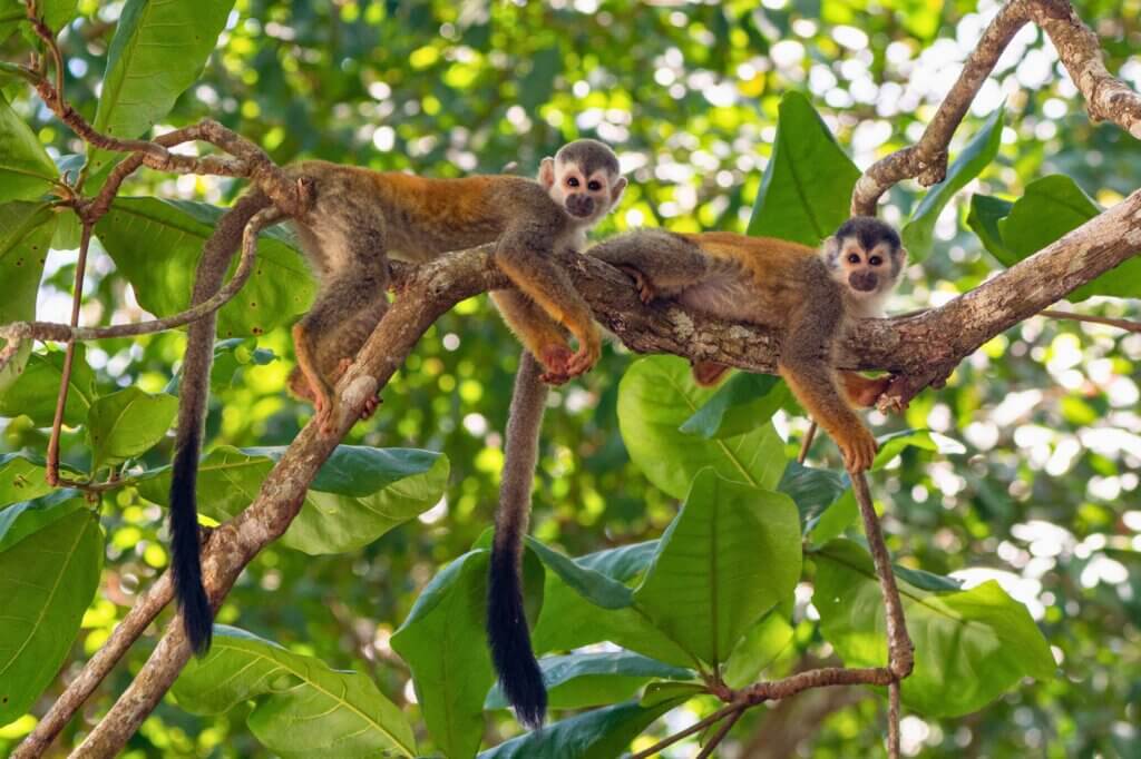 Entdecke Wildlife auf einer einfachen Route durch dichten Regenwald