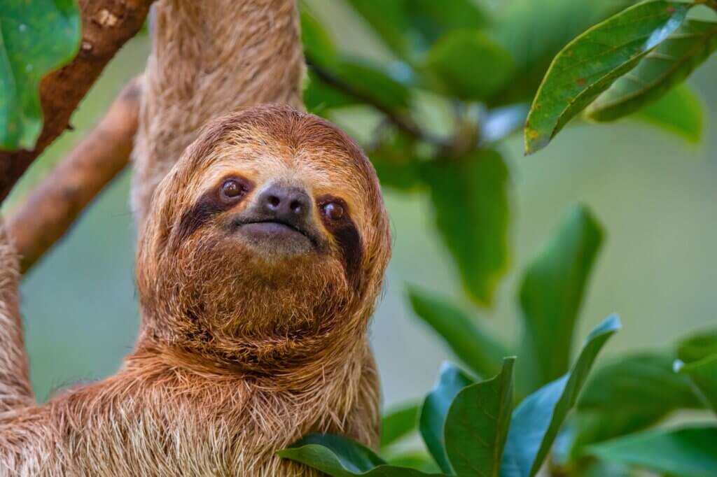 Mit dem Spotting Scope entdecken: Faultiere am Morgen im Manuel Antonio Nationalpark