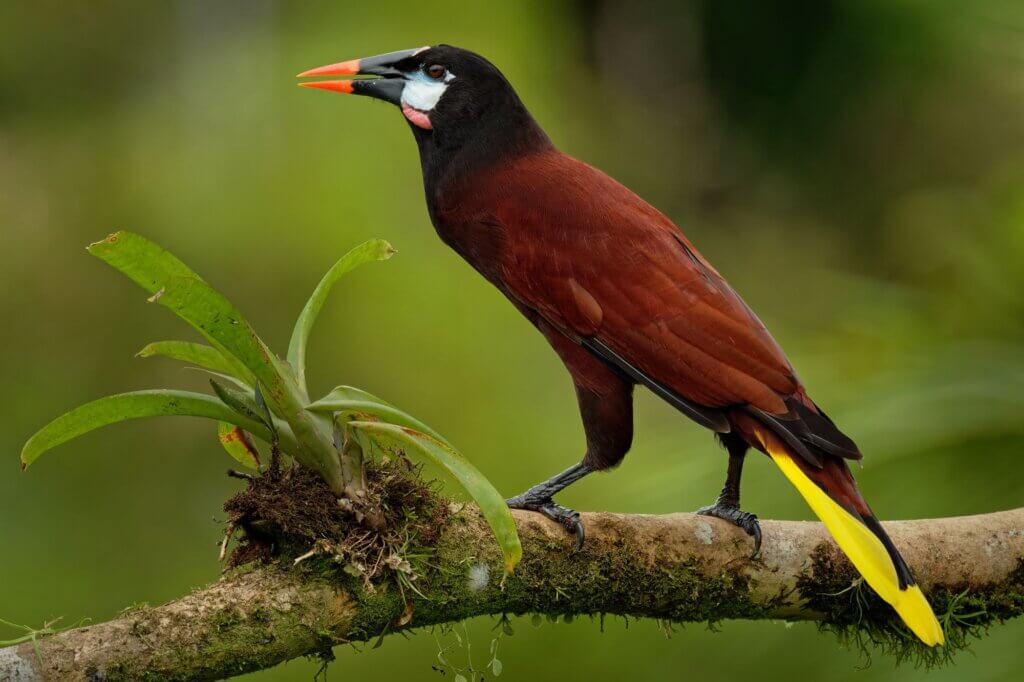 Montezumastirnvogel