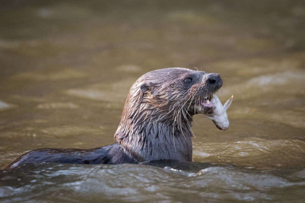 Südamerikanische Fischotter