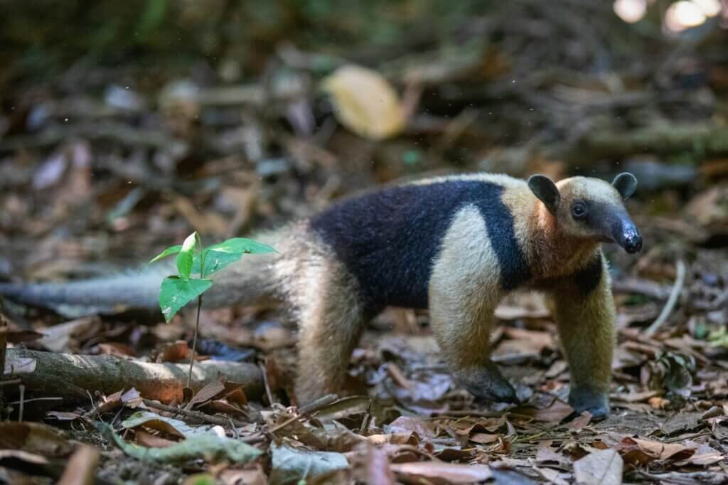 Flussdurchquerung und Primärwald-Wanderung im Corcovado Nationalpark