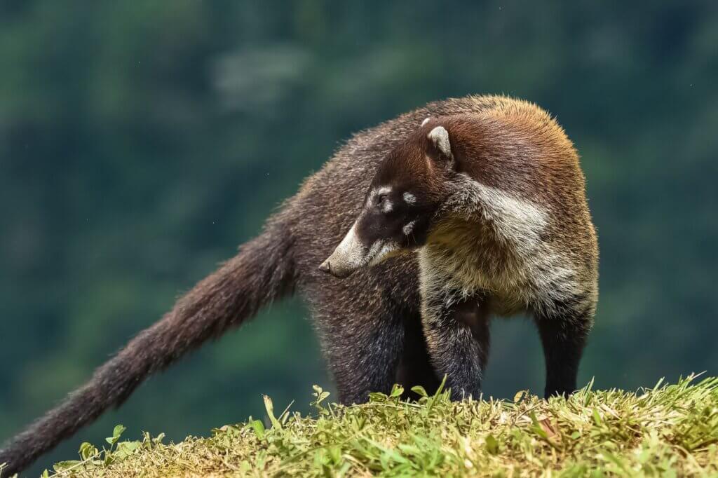 Entdecke Faultiere und Nasenbären im Regenwald des Nationalparks