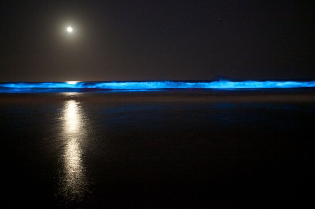 Biolumineszenz wirkt am stärksten bei Neumond. Langsames Paddeln lässt das Plankton am deutlichsten leuchten.
