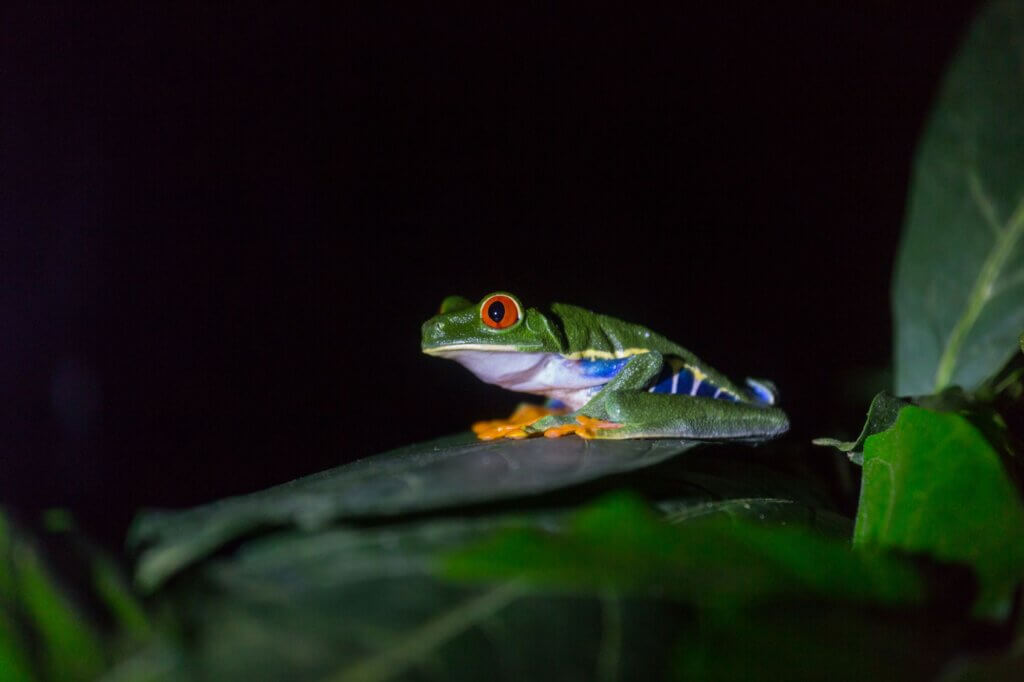Start meist um 18 Uhr. Kleine Gruppen und Stirnlampen helfen, die nächtliche Tierwelt sicher zu entdecken.