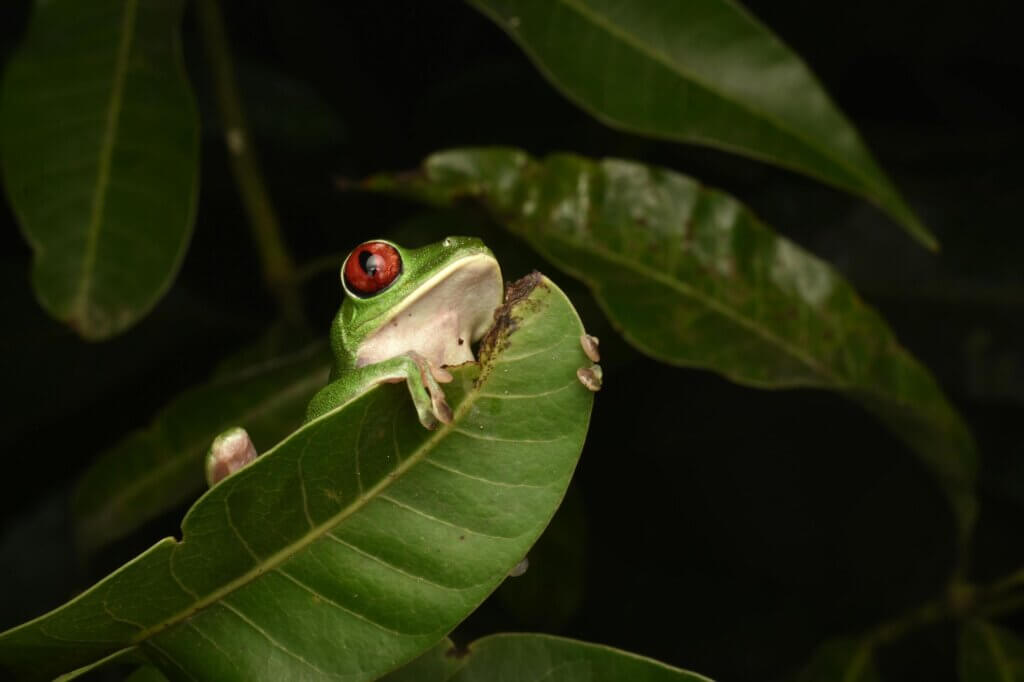 Guide mit Taschenlampe entdeckt nachtaktiven Frosch im Regenwald