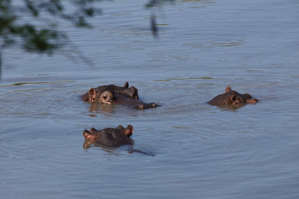 Olifants River Bridge