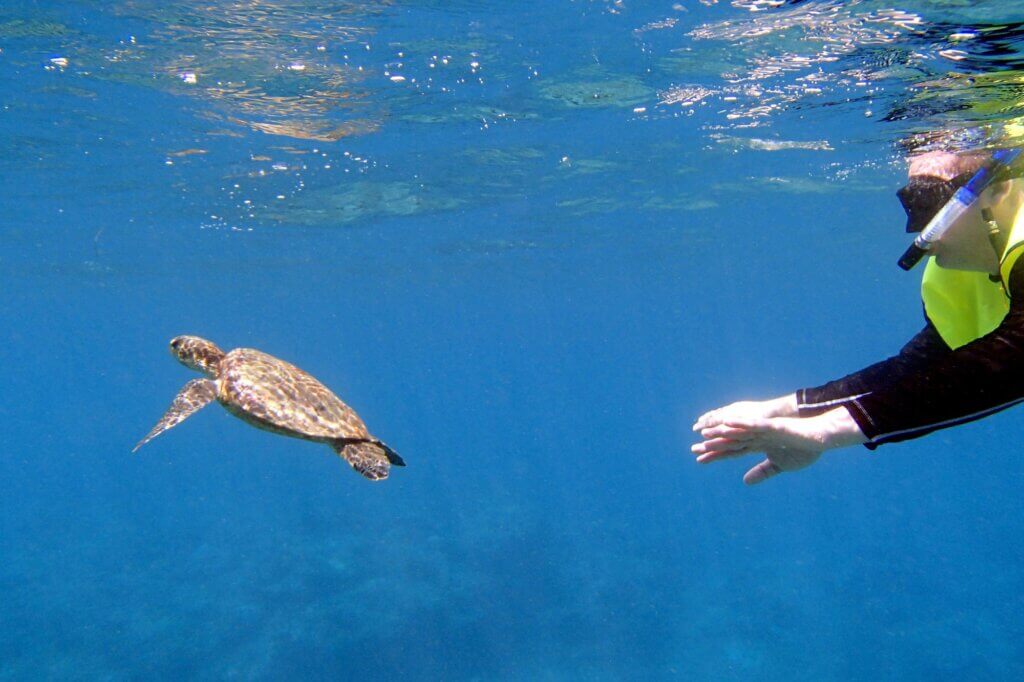 Schildkröte und Schwarmfische an der Isla del Caño
