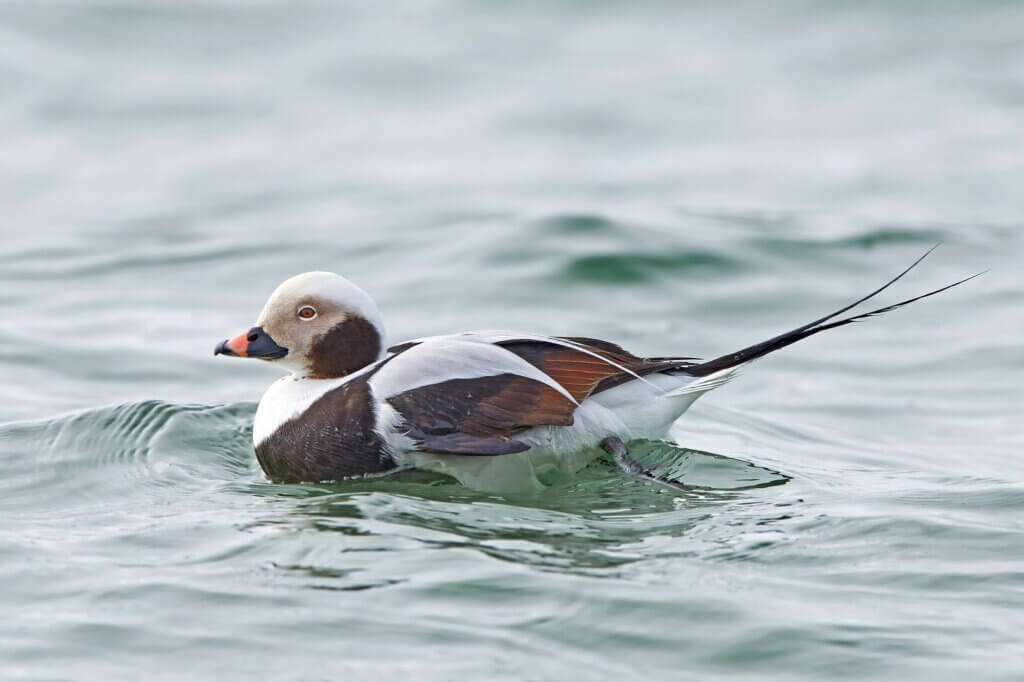 Eisenten