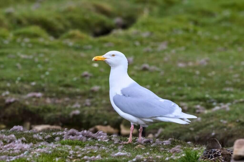 Eismöwen