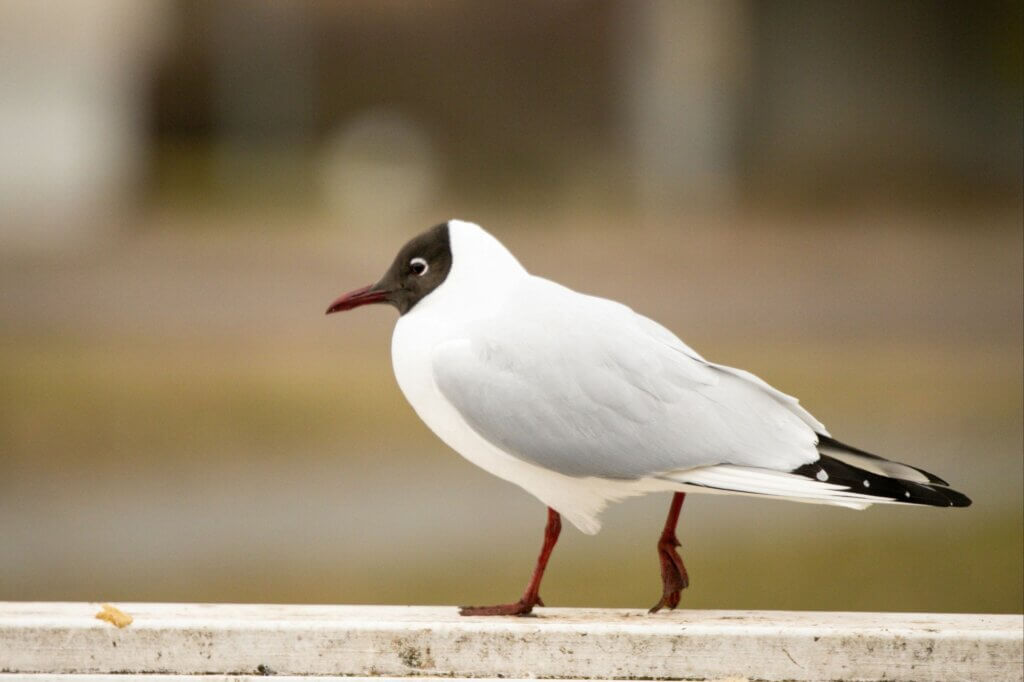 Lachmöwen