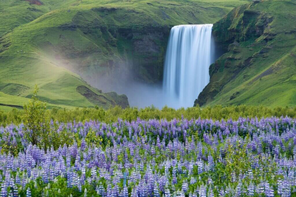 Finde die perfekte Fotoperspektive: Lupinenfelder vor dem Wasserfall