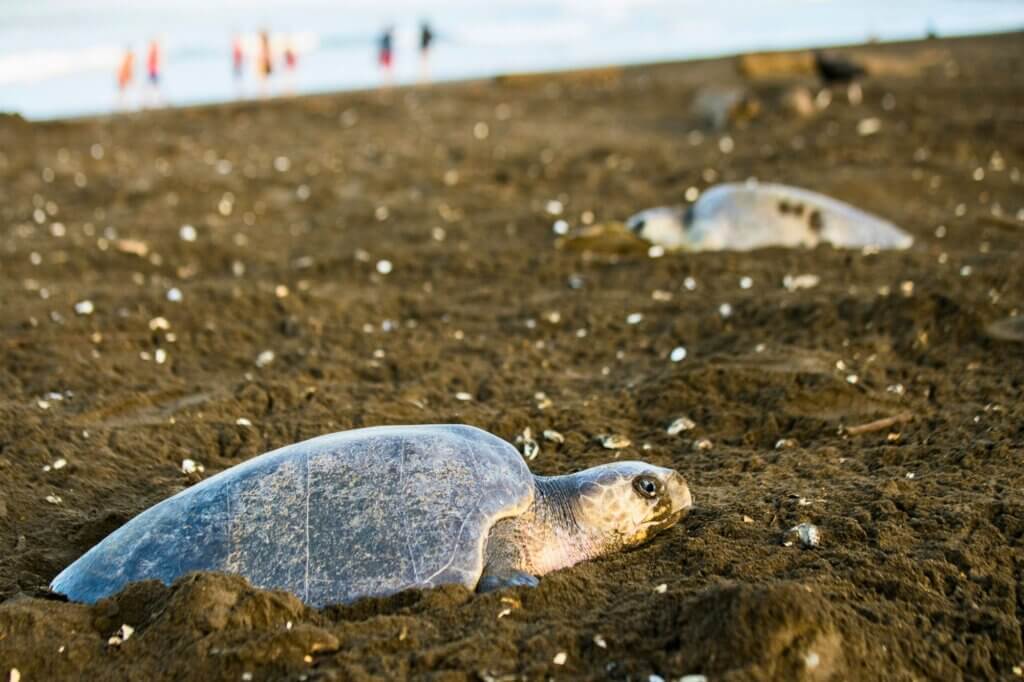 Erlebe eine Arribada, bei der Tausende Schildkröten an den Strand kommen