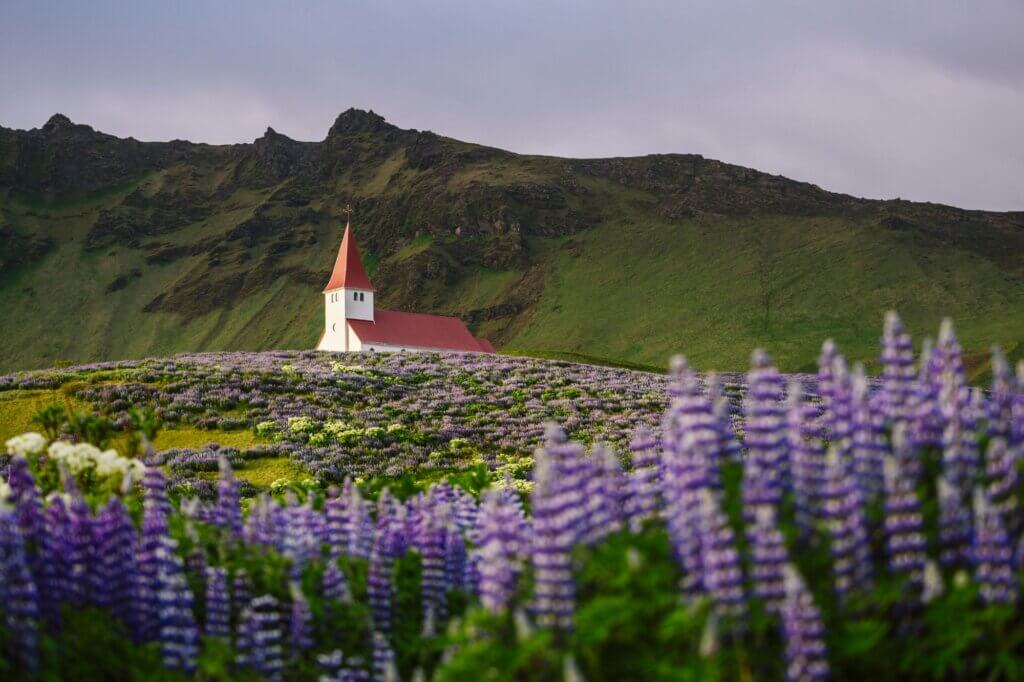 Erlebe die Sommerblüte der Lupinen über dem Küstendorf