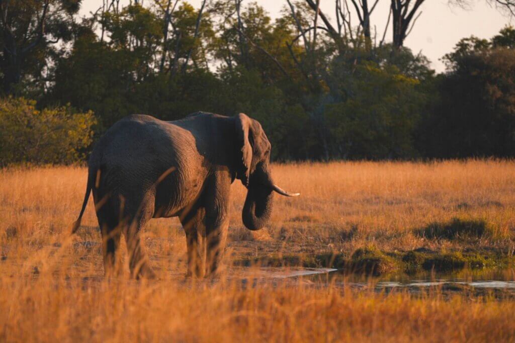 Beobachte Elefanten beim Baden und Trinken auf deinem Game Drive