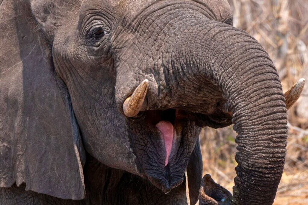 Beobachte Elefanten beim Trinken am Flussufer unter dir