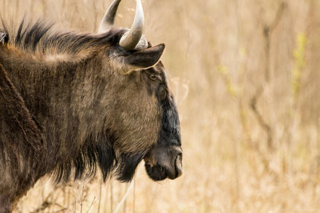 Beobachte Giraffen und Gnus an der Wasserstelle von Peters Pan
