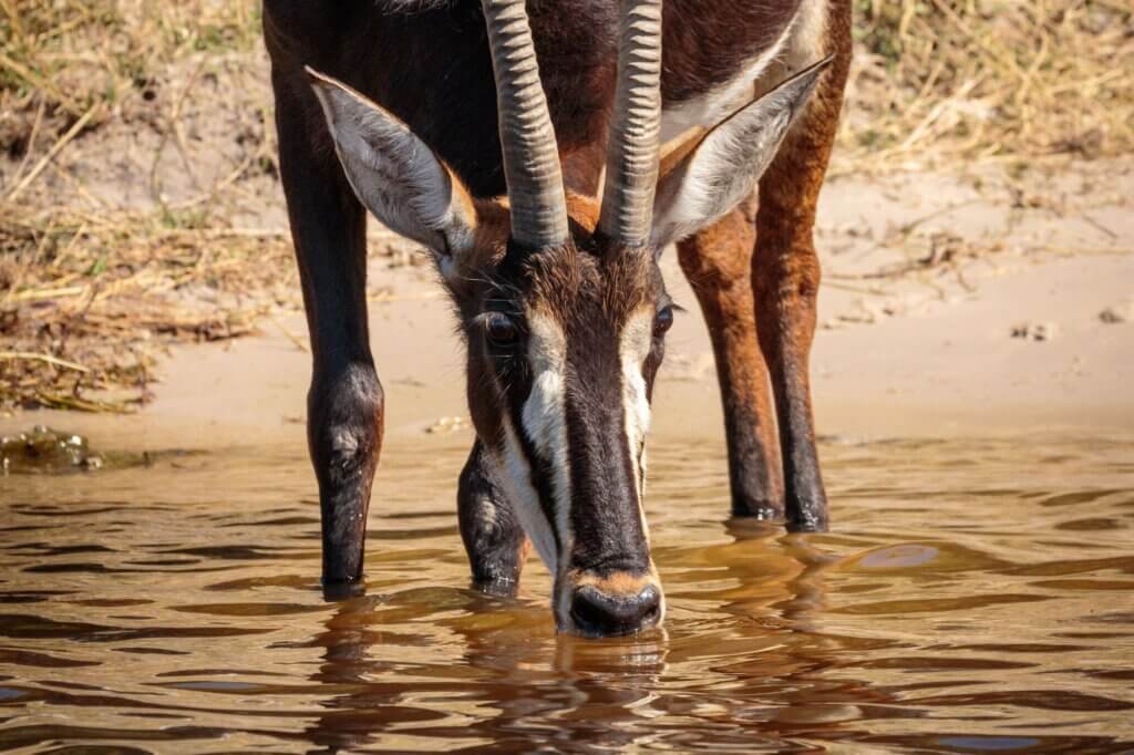 Beobachte Pferde- und Rappenantilopen am stillen Wasserloch