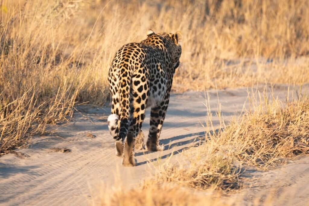 Entdecke den alten Savuti Channel und die President’s Campsite