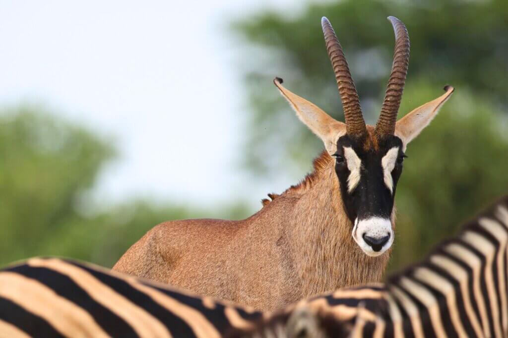 Entdecke große Antilopen in den ruhigen Wäldern südlich des Flusses