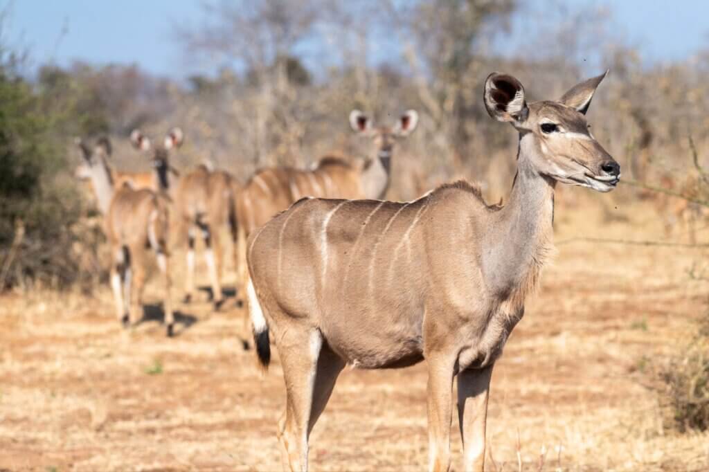 Folge dem Track durchs Buschland abseits des Chobe-Flusses