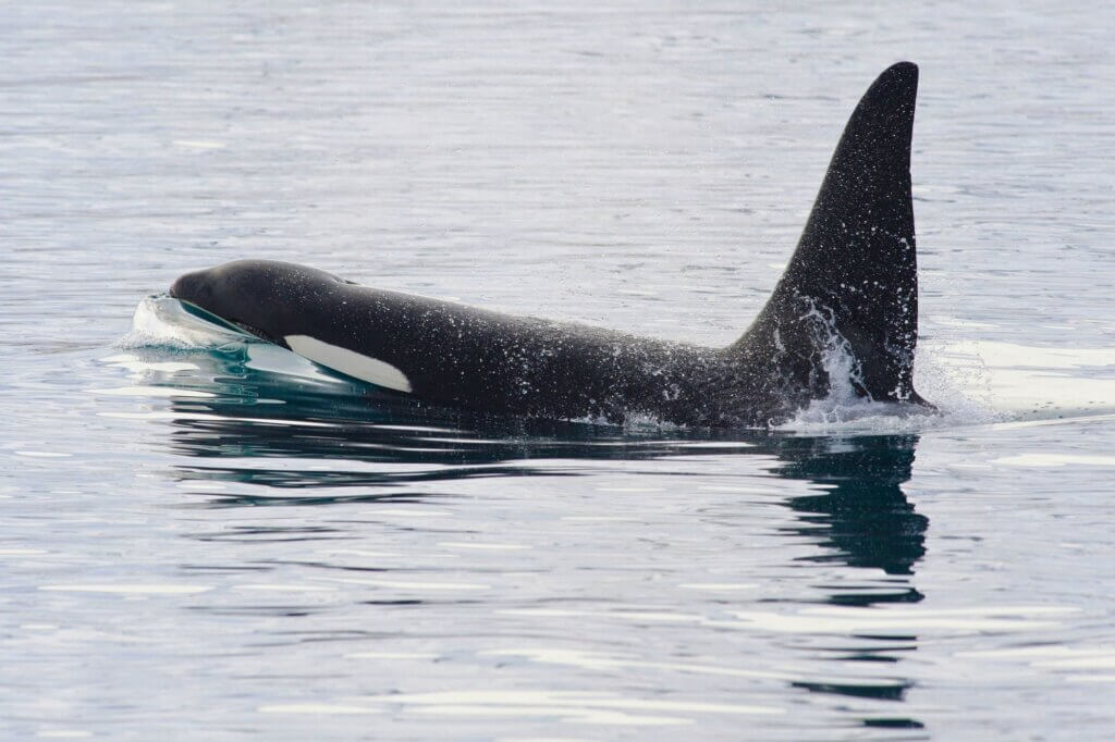 Begegne Orcas an der rauen Küste der Snæfellsnes-Halbinsel vom Boot