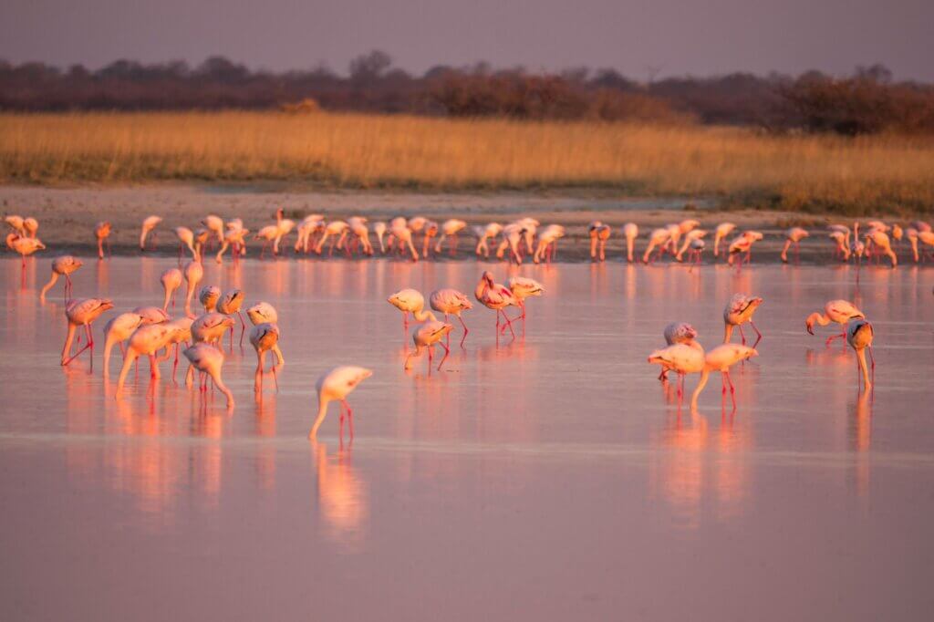 Beobachte Flamingos auf der Pfanne vor den Baines' Baobabs