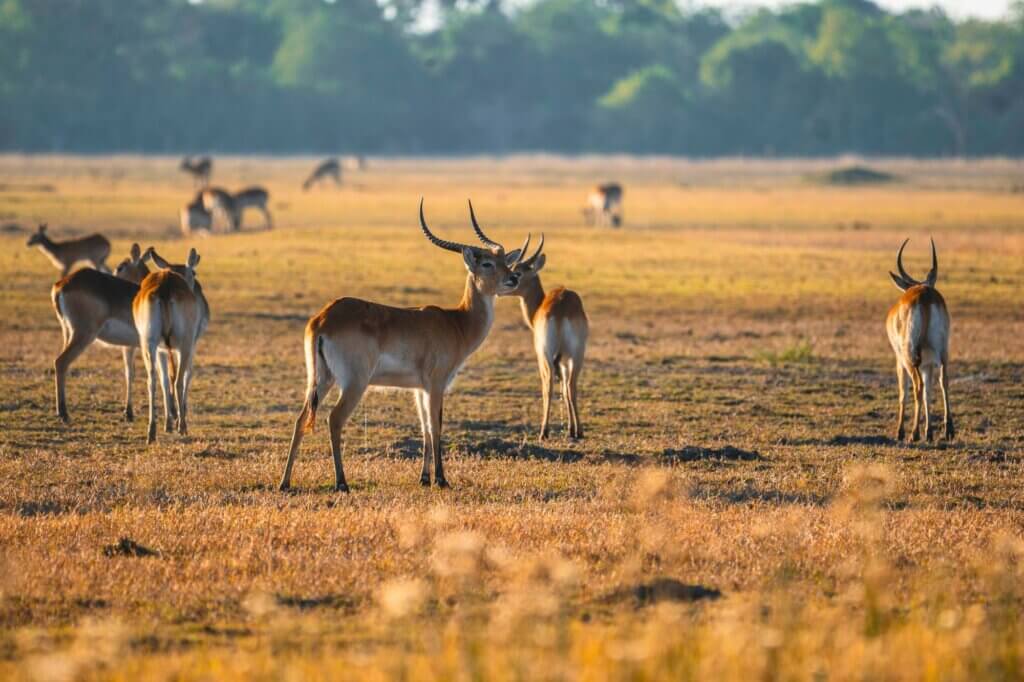 Beobachte Letschwe auf deinem Drive entlang der Überschwemmungsgebiete