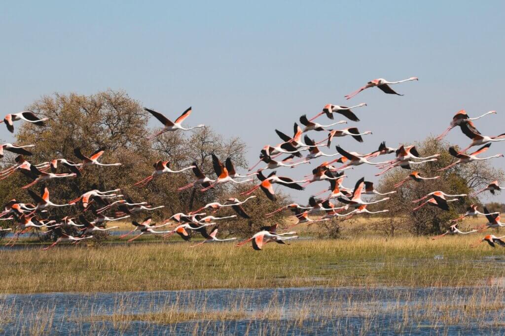 Beobachte tausende Flamingos beim Brüten an der Nata Bird Sanctuary