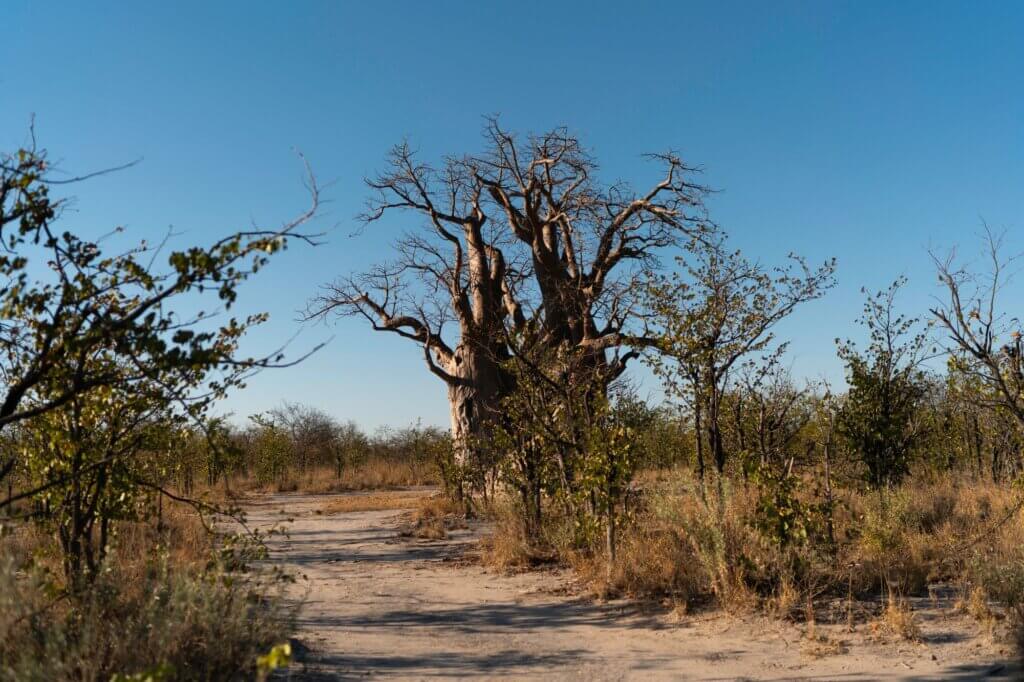 Besuche den legendären Baobab am Baobab Loop