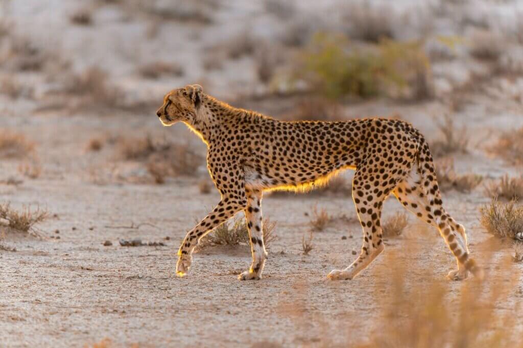 Halte an den Termitenhügeln Ausschau nach Geparden