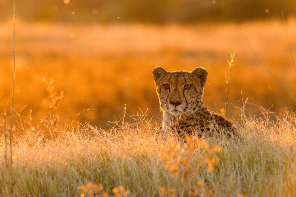 Halte Ausschau nach Geparden entlang zahlreicher Termitenhügel