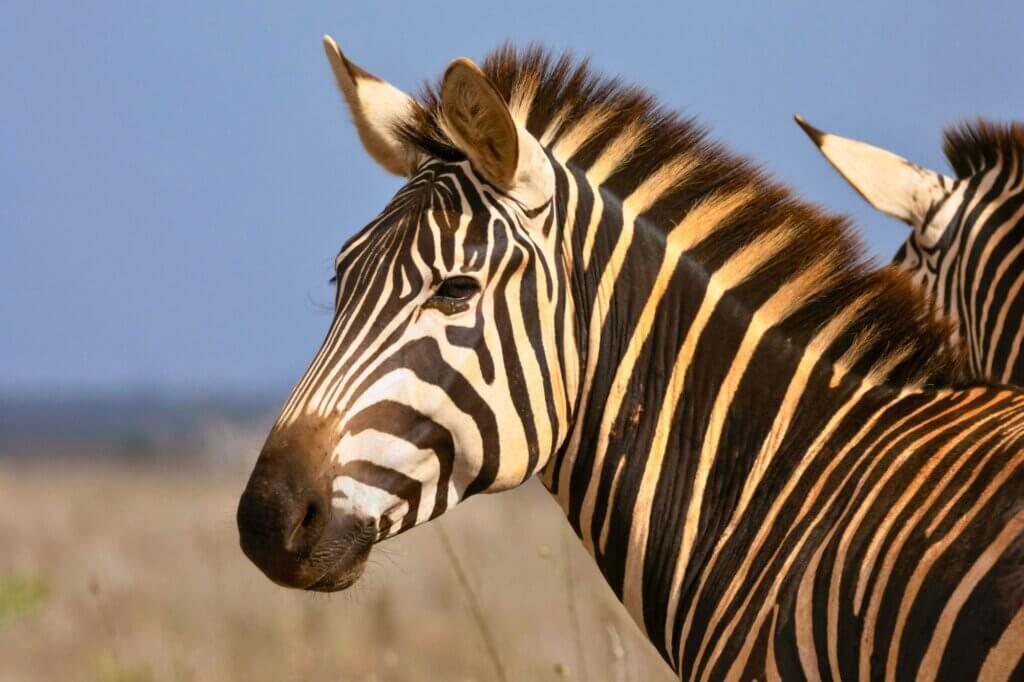 Mache dich auf den Weg zu den größten natürlichen Wasserlöchern von Khwai