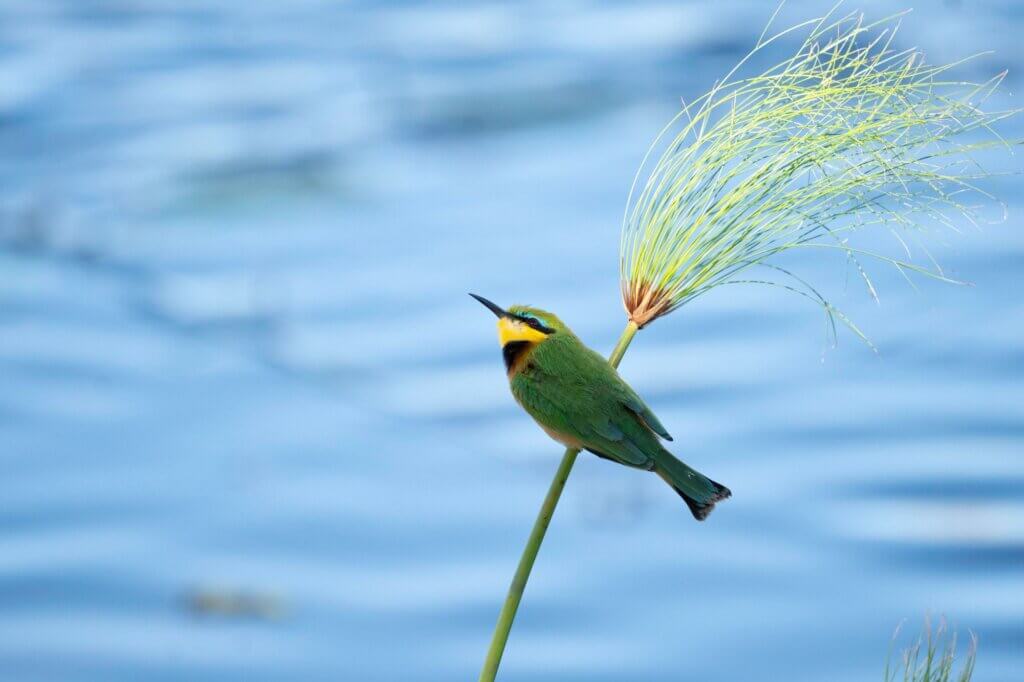 Mache dich auf die Suche nach Zwergspinten bei Barbara‘s Island