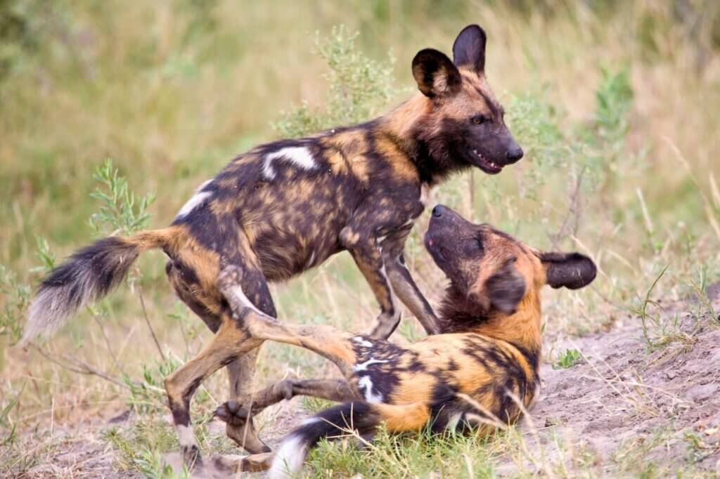 Suche die Landschaft nach dem lokalen Wildhundrudel ab