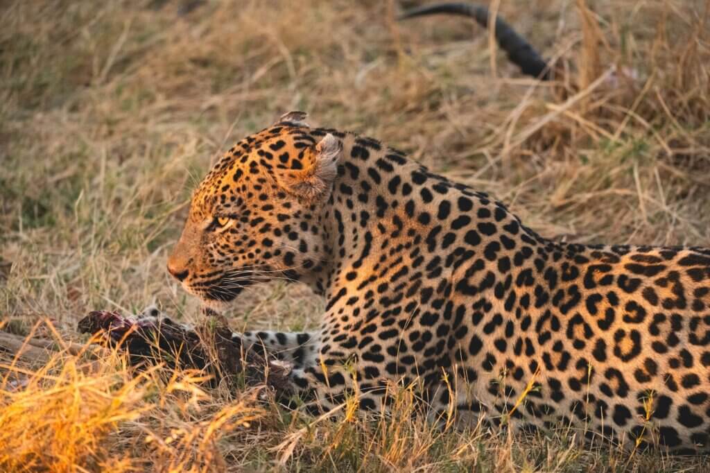 Suche im Morgenlicht nach Leoparden im Dead Tree Forest