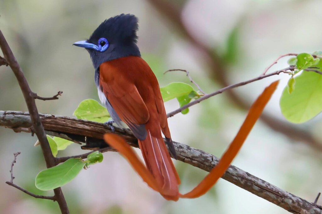 Graubrustparadiesschnäpper