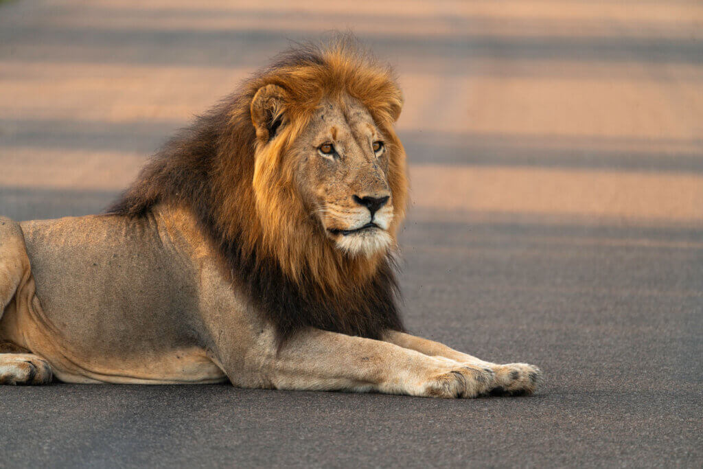 Kruger Nationalpark: Alles für deine Reiseplanung