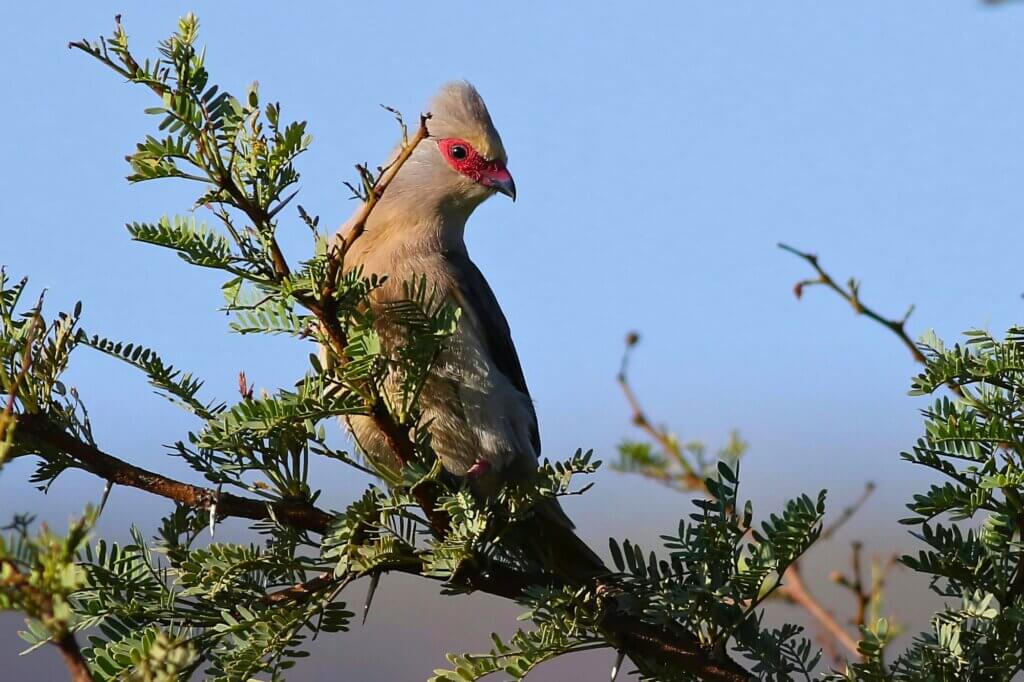 Rotzügel-Mausvögel