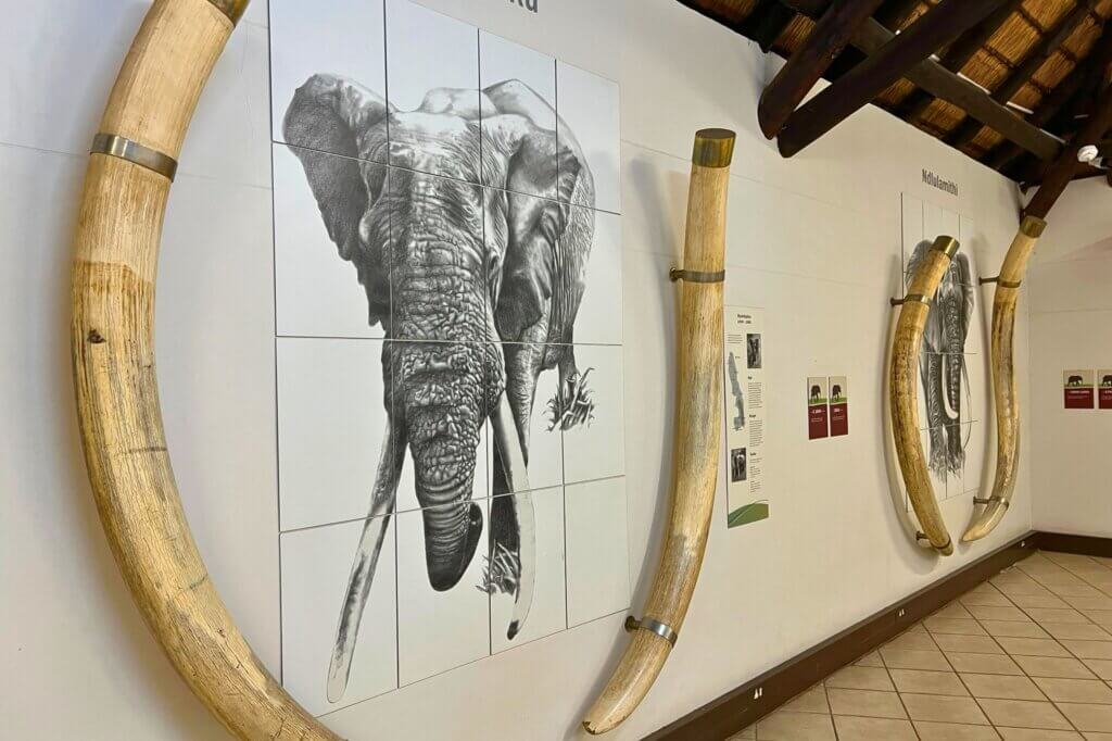 Finde heraus, warum einige Elefanten Tusker genannt werden