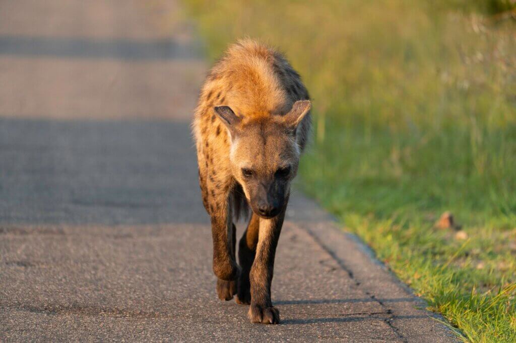 Halte Ausschau nach dem Hyänen-Bau an der Abzweigung