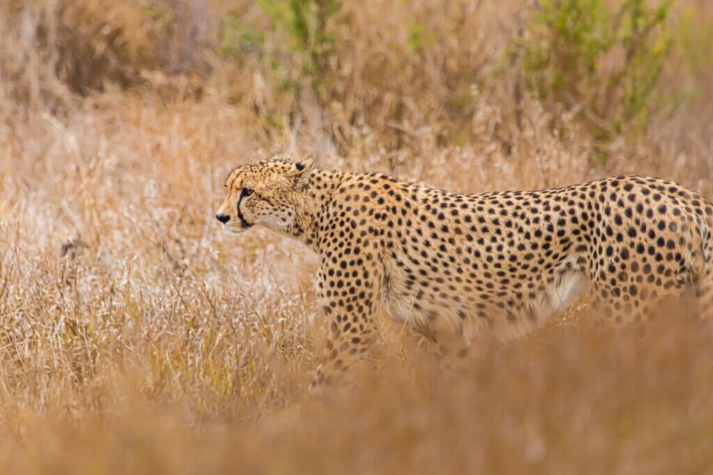 Halte Ausschau nach Geparden entlang offener Savanne
