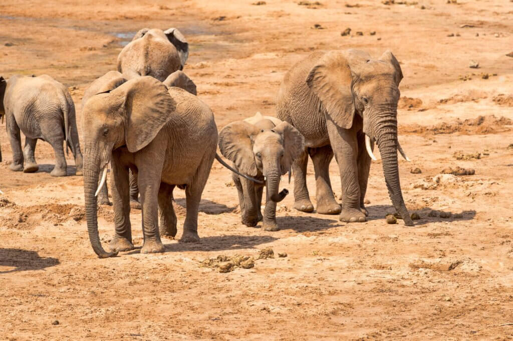 Beobachte Elefanten beim Überqueren der Sandbänke