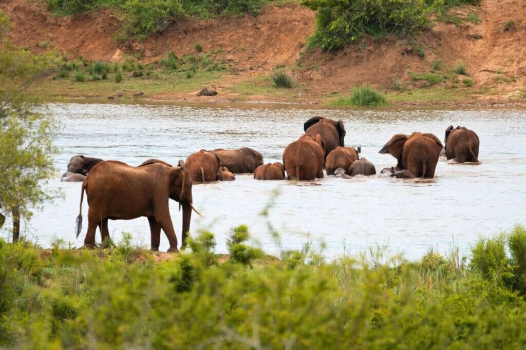 Beobachte Elefanten beim Überqueren der Sandbänke
