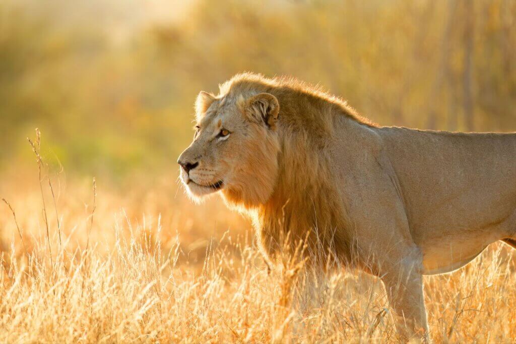 Beobachte Löwen beim Auflauern ihrer Beute an einem Damm