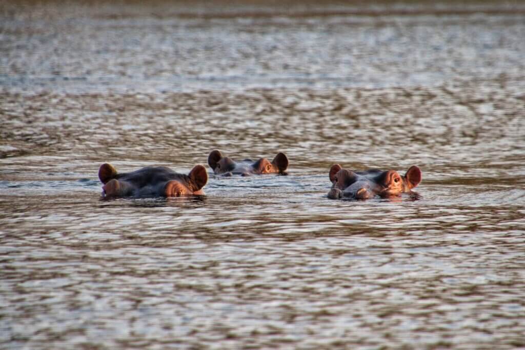 Höre das Grunzen der Flusspferde von einer Brücke aus