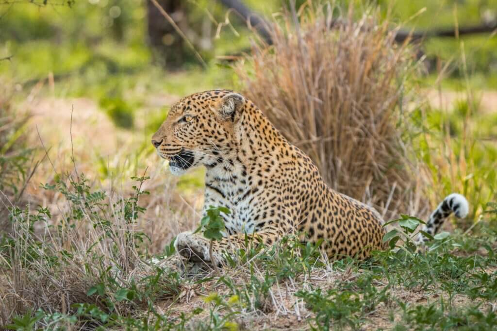 Halte Ausschau nach Leoparden inmitten silbergrauer Palmen